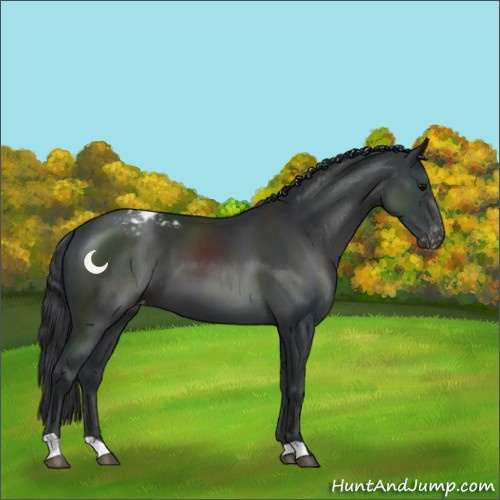 Horse Color:Black Appaloosa 