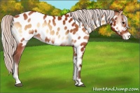 Horse Color:Silver Bay Onyx Near Leopard 