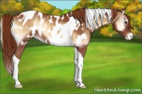 Horse Color:Red Onyx Tobiano Appaloosa 