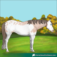 Horse Color:Bay Roan Splash Frame Appaloosa 