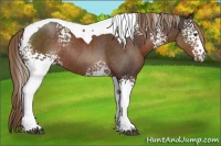 Horse Color:White Spotted Liver Chestnut Tobiano Rabicano