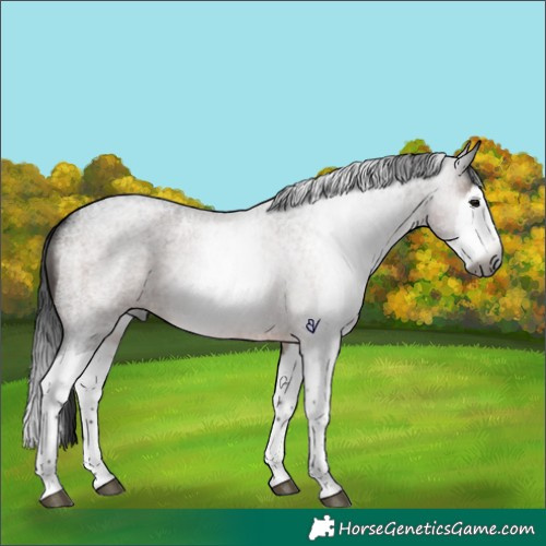Horse Color:Gray Brown Roan Splash Rabicano 