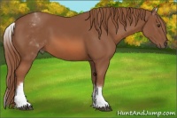Horse Color:White Spotted Chestnut 