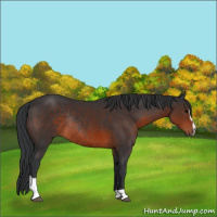 Horse Color:Brown Sabino Rabicano 