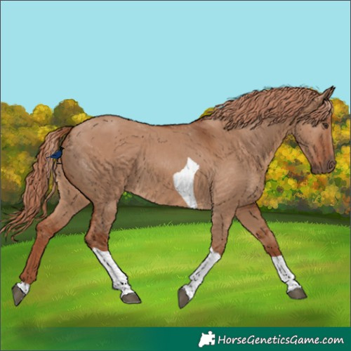 Horse Color:Red Dun Tobiano 