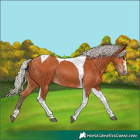 Horse Color:Silver Bay Tobiano Rabicano