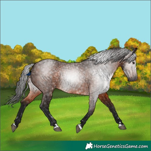 Horse Color:Gray Bay 