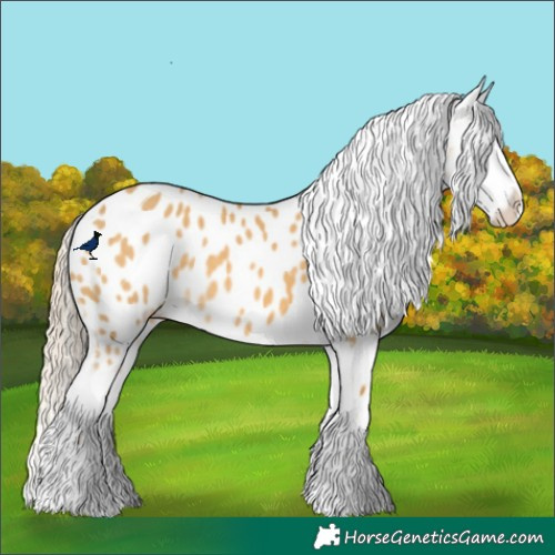 Horse Color:Palomino Dun Appaloosa 