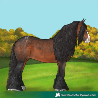 Horse Color:Brown Splash Appaloosa