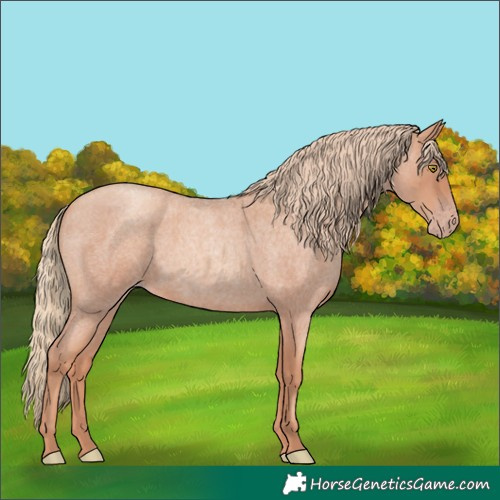 Horse Color:Gold Champagne Roan Rabicano 