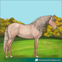 Horse Color:Gold Champagne Roan Rabicano 