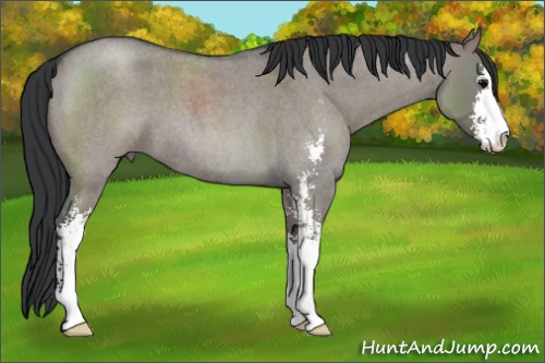 Horse Color:Grullo Roan Sabino 