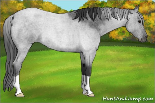 Horse Color:Blue Roan 
