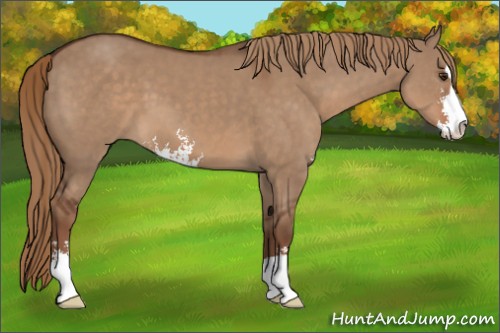 Horse Color:Liver Red Dun Sabino 