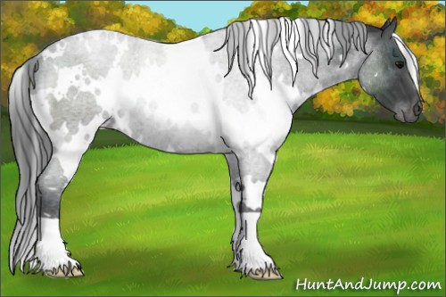Horse Color:White Spotted Blue Roan Rabicano 