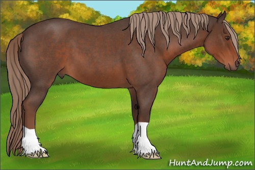 Horse Color:Liver Red Roan 