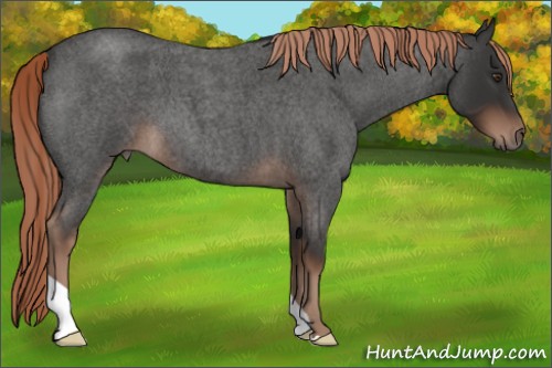 Horse Color:Liver Red Roan 