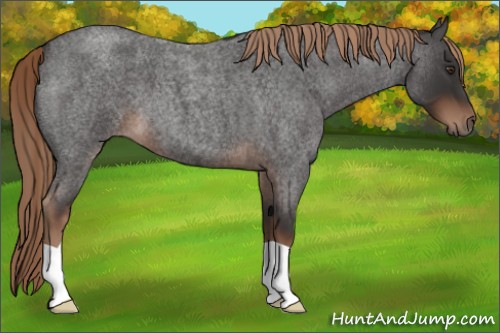 Horse Color:Liver Red Roan 