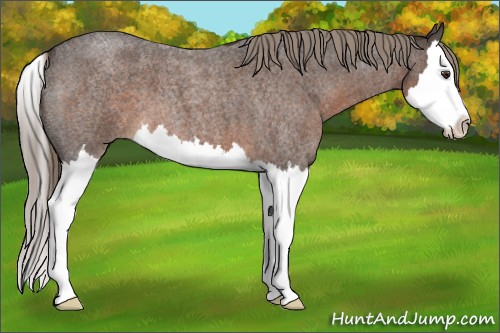 Horse Color:Liver Red Roan Splash 