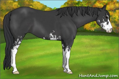Horse Color:Black Sabino 