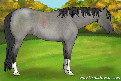Horse Color:Grullo Roan 