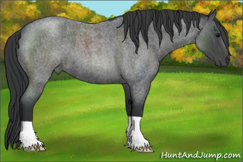 Horse Color:Blue Roan 