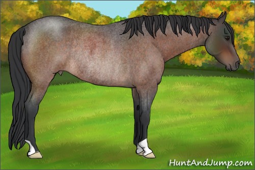Horse Color:Brown Roan Rabicano 
