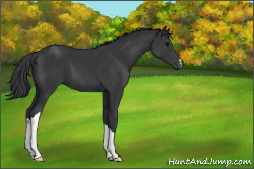 Horse Color:Black 