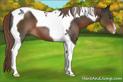 Horse Color:Liver Chestnut Tobiano 