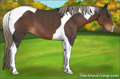 Horse Color:Liver Red Roan Tobiano 