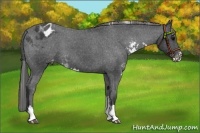 Horse Color:Black Sabino Appaloosa