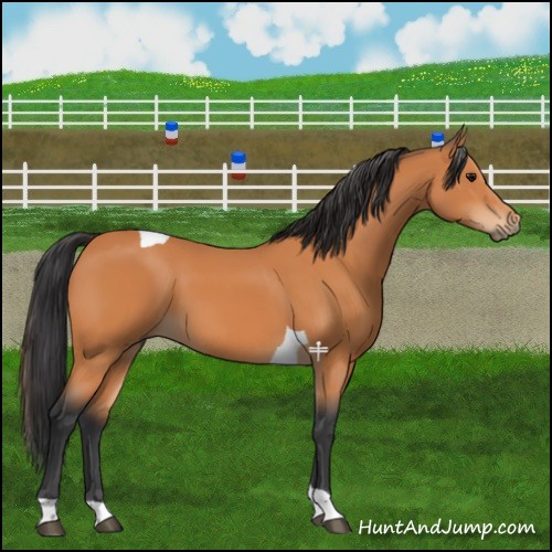 Horse Color:Bay Tobiano 