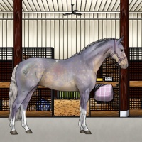 Horse Color:Watercolor Silver Smoky Black Tobiano Rabicano 