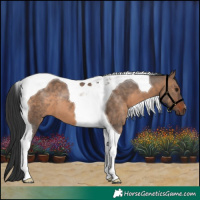 Horse Color:Brown Dun Tobiano 