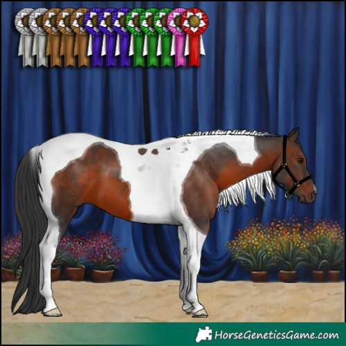 Horse Color:Brown Tobiano