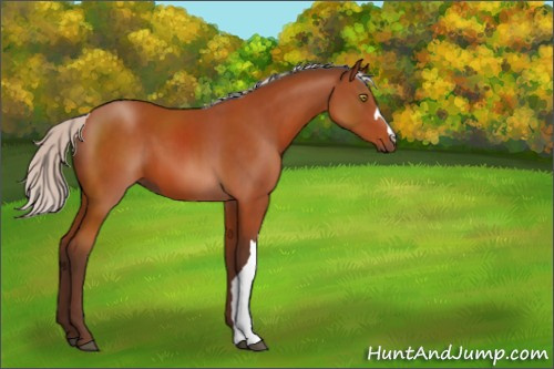 Horse Color:Silver Bay 