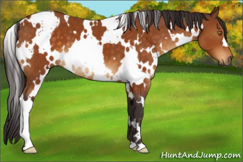 Horse Color:White Spotted Buckskin 