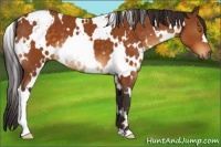 Horse Color:White Spotted Buckskin 