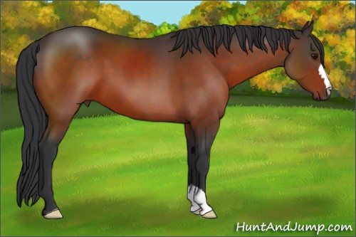Horse Color:Bay 
