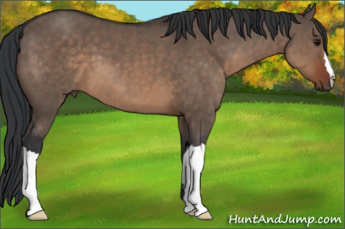 Horse Color:Brown Dun 