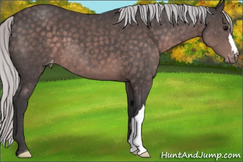 Horse Color:Platinum Silver Brown Appaloosa 