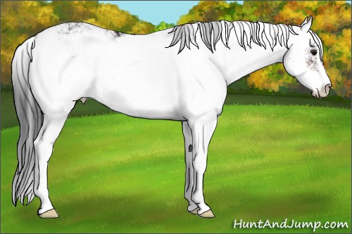 Horse Color:Platinum Brown Sabino 