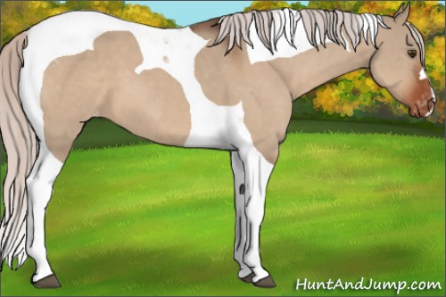Horse Color:Silver Bay Dun Tobiano Appaloosa 