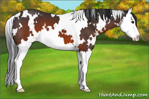 Horse Color:White Spotted Brown Splash 