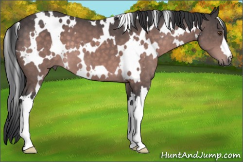 Horse Color:Platinum White Spotted Bay 