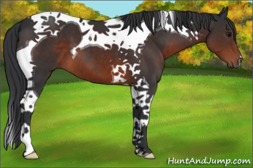 Horse Color:Brown Tobiano 