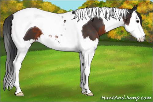 Horse Color:Brown Splash Tobiano 