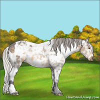 Horse Color:White Spotted Silver Buckskin Ice 