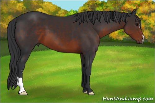 Horse Color:Brown 
