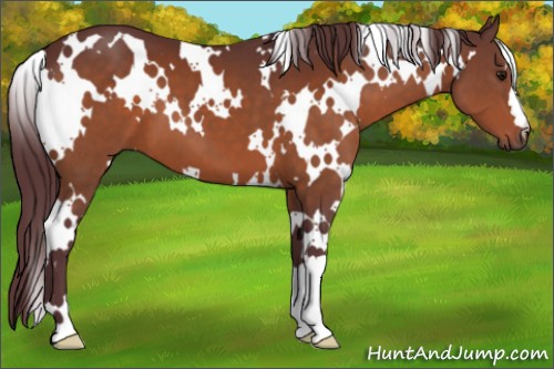 Horse Color:White Spotted Chocolate Bay 